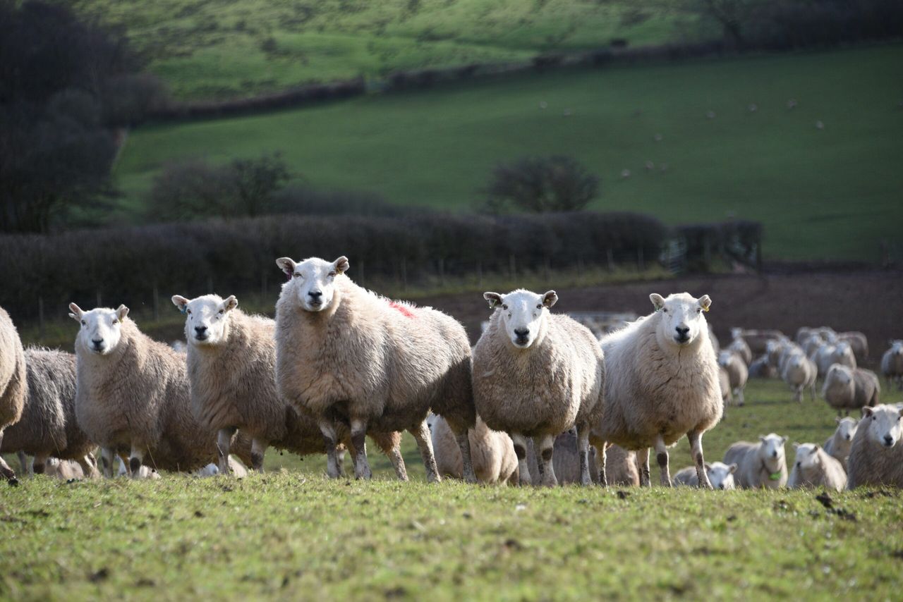 Research: Targeted use of worm treatment 'more effective'