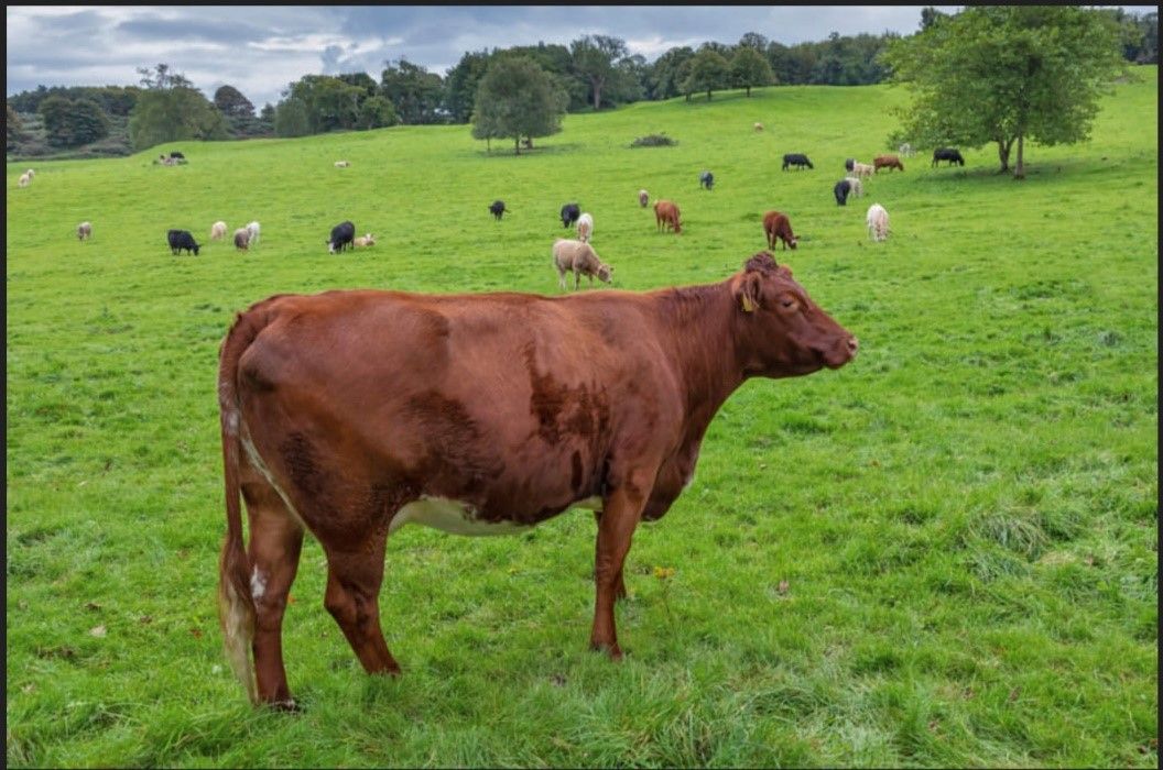 'Tackling endemic disease has a clear impact on farm efficiency' - AHWNI