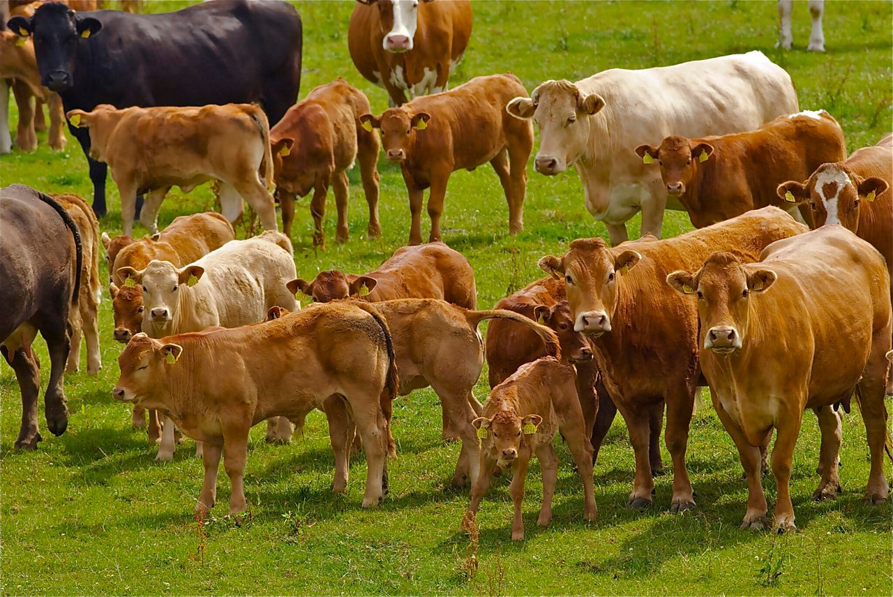 NFUS warns falling livestock prices threaten Scottish production