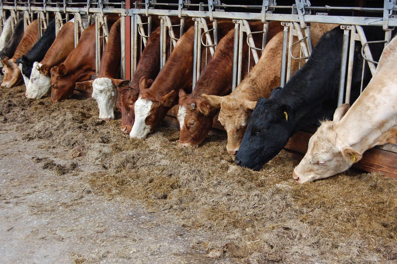 Northern beef farmers warned many face big losses under new CAP