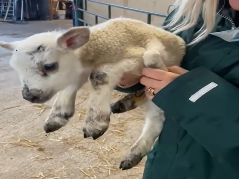 Five-legged lamb born in northeast England
