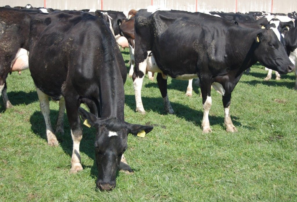 'Dairy farmers are in for a rough ride'