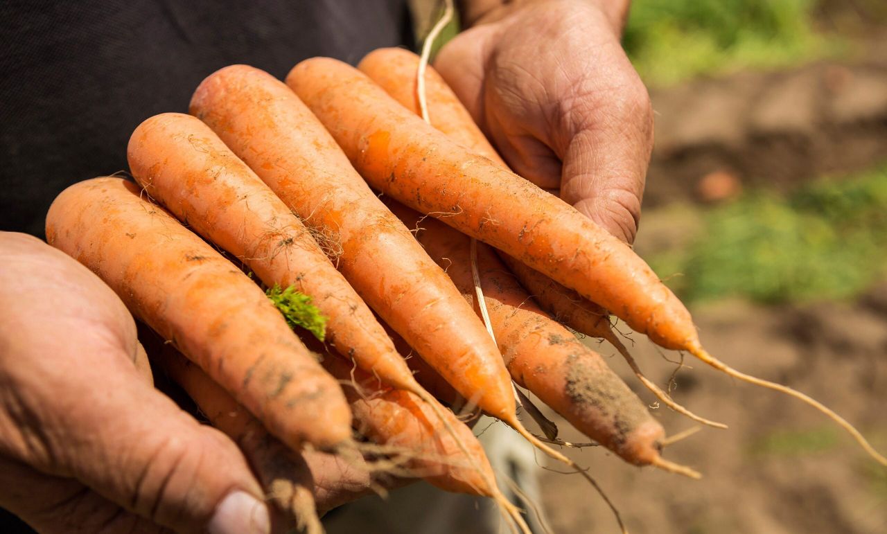 BASF completes its acquisition of Bayer's vegetable seeds business