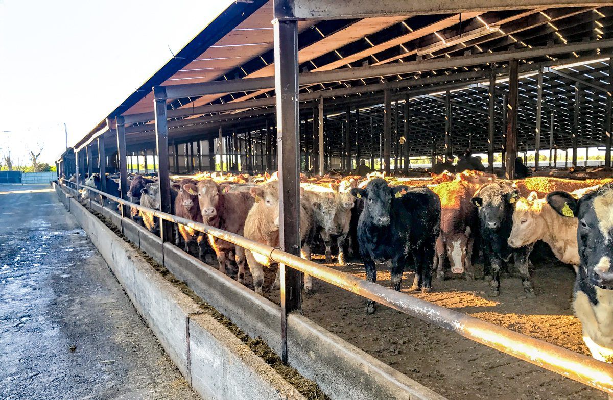 Fourth week of GB beef price gains amid supply constraints