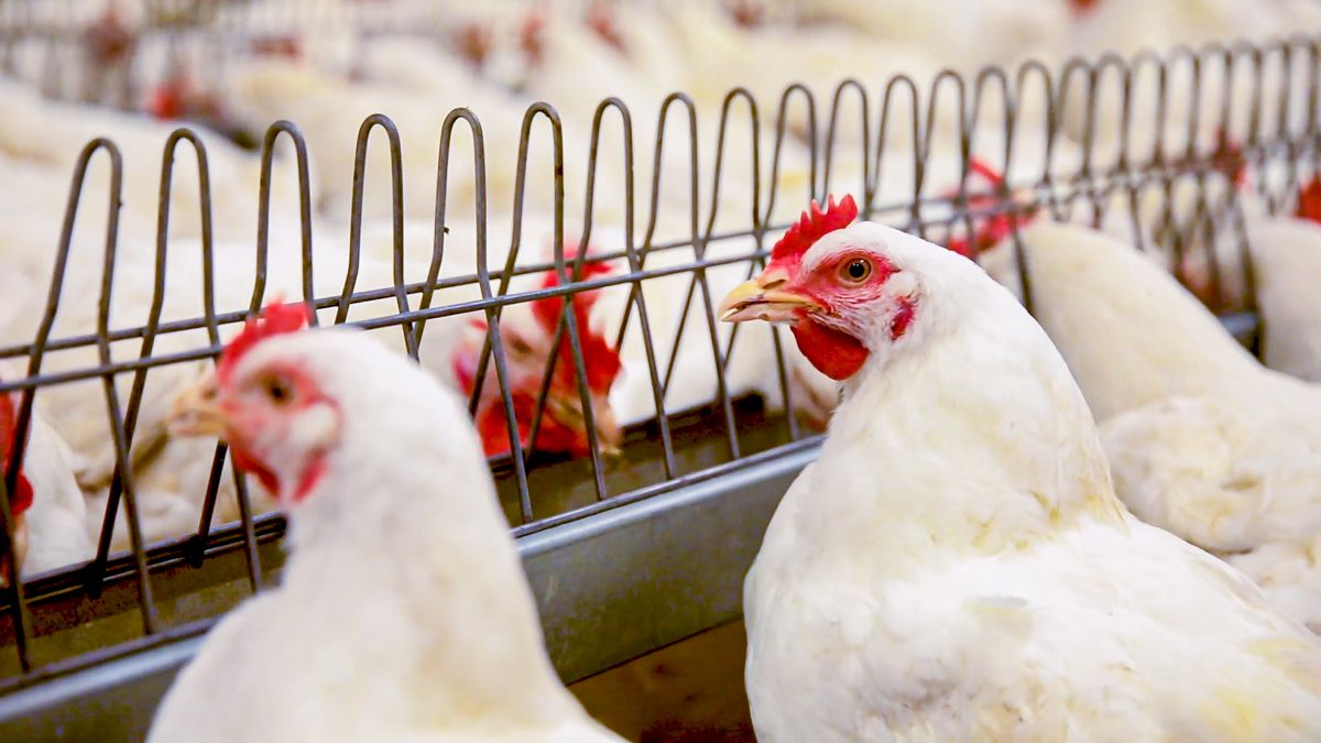Avian Influenza housing measures set to be lifted on March 31