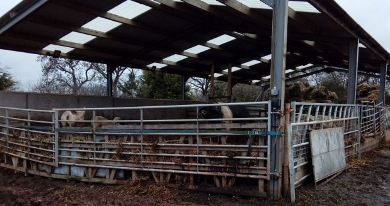 Farmer given suspended jail sentence for animal neglect