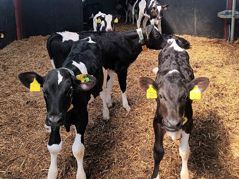 Genetic selection and fertility management on Antrim demo farm
