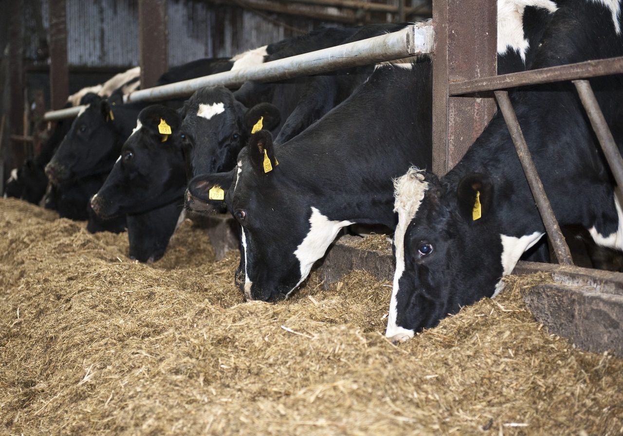 Winter feeding options for replacement dairy heifers