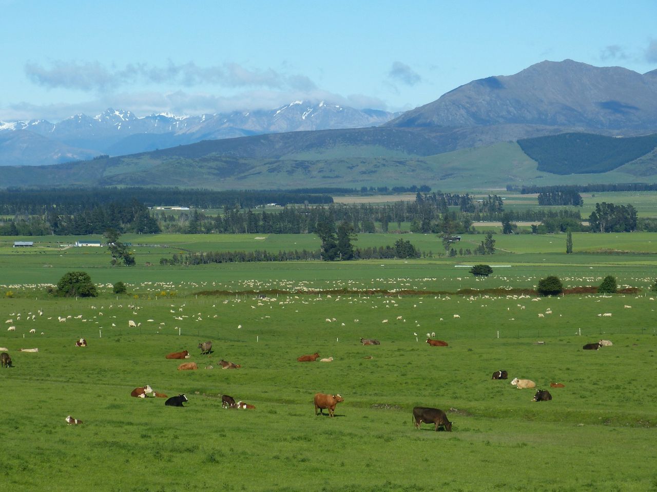 NZ beef and lamb farm group says climate policies ‘out of step’