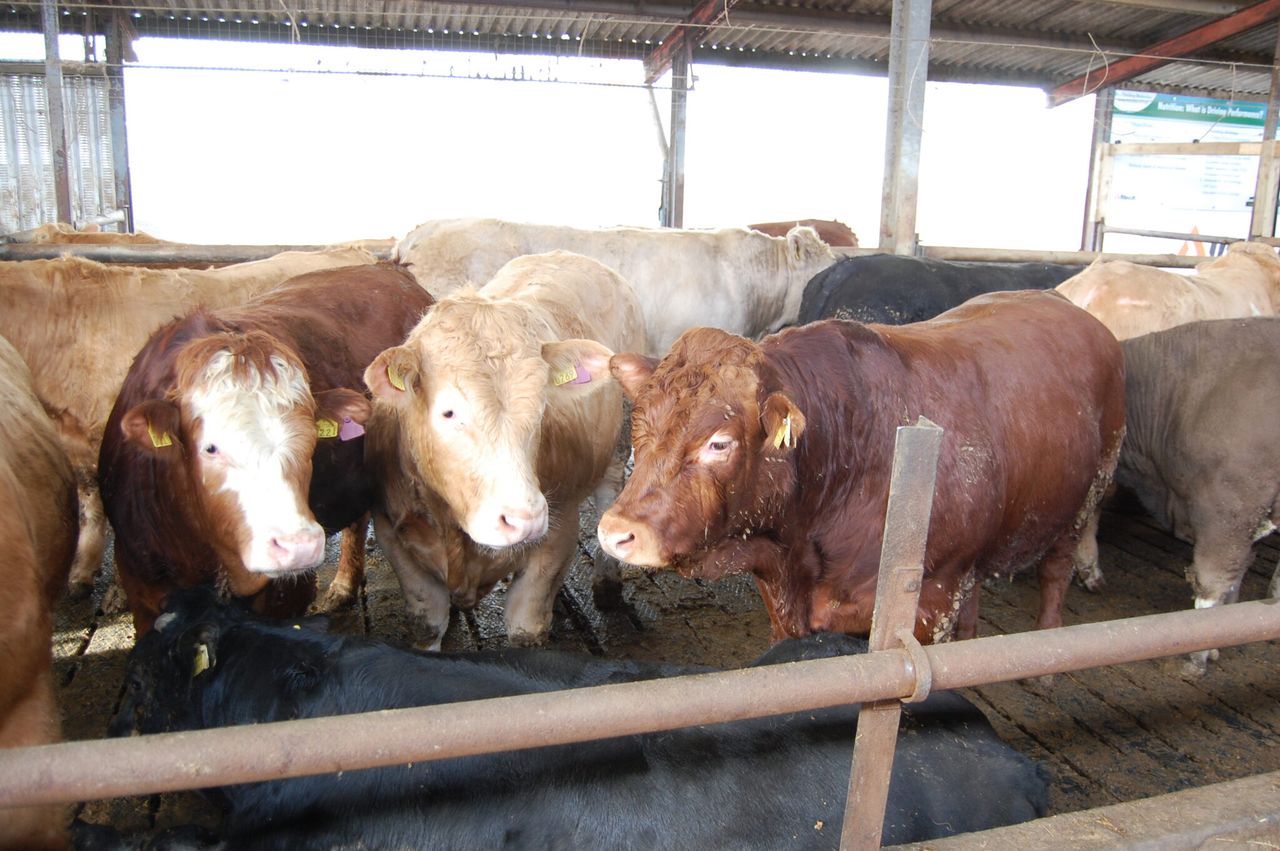 ‘Major beef project’ seeks beef personnel to get involved