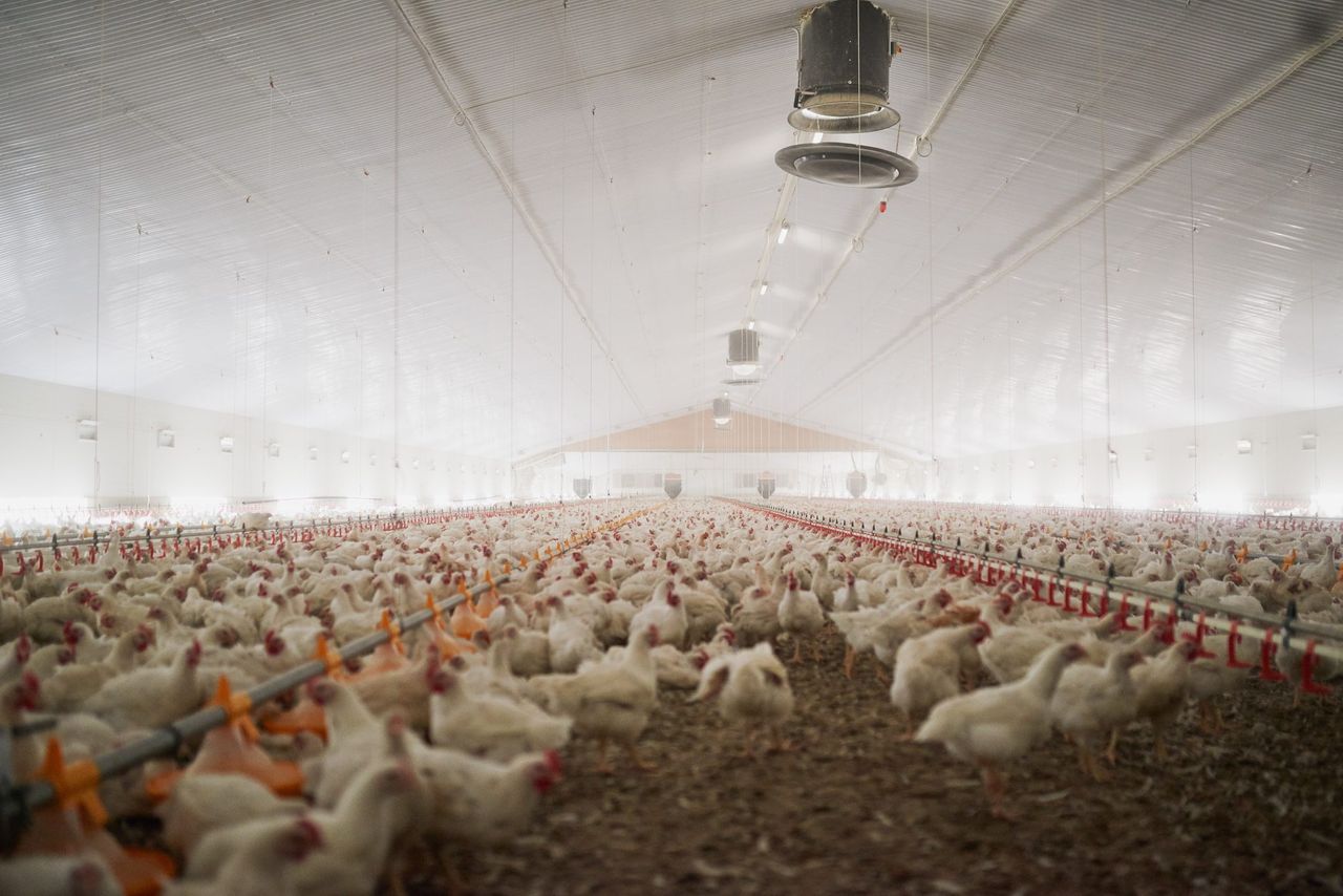 DAERA: Housing order declared in NI to protect poultry from bird flu