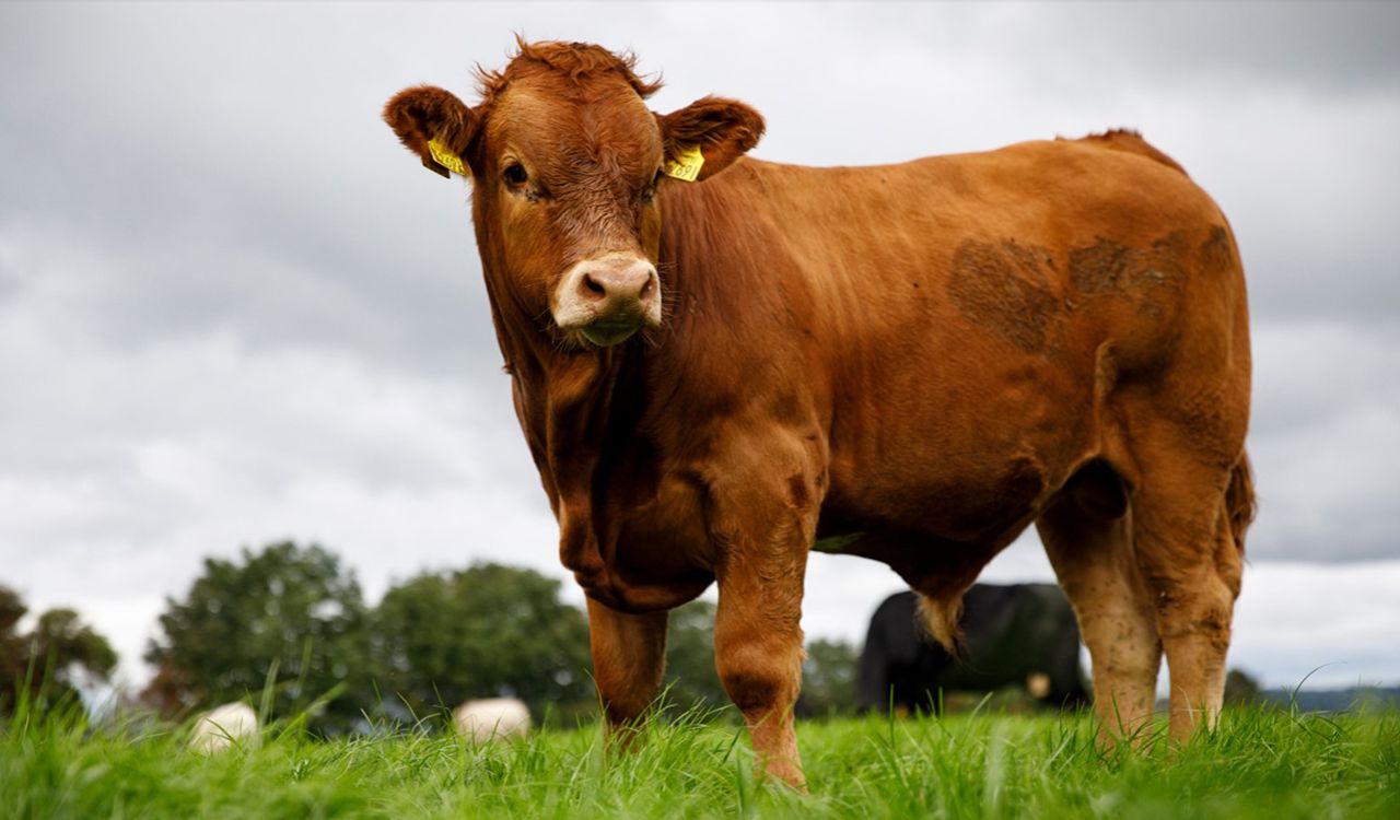 Oxford research: Livestock emission calculations could be ‘unfair and inefficent’