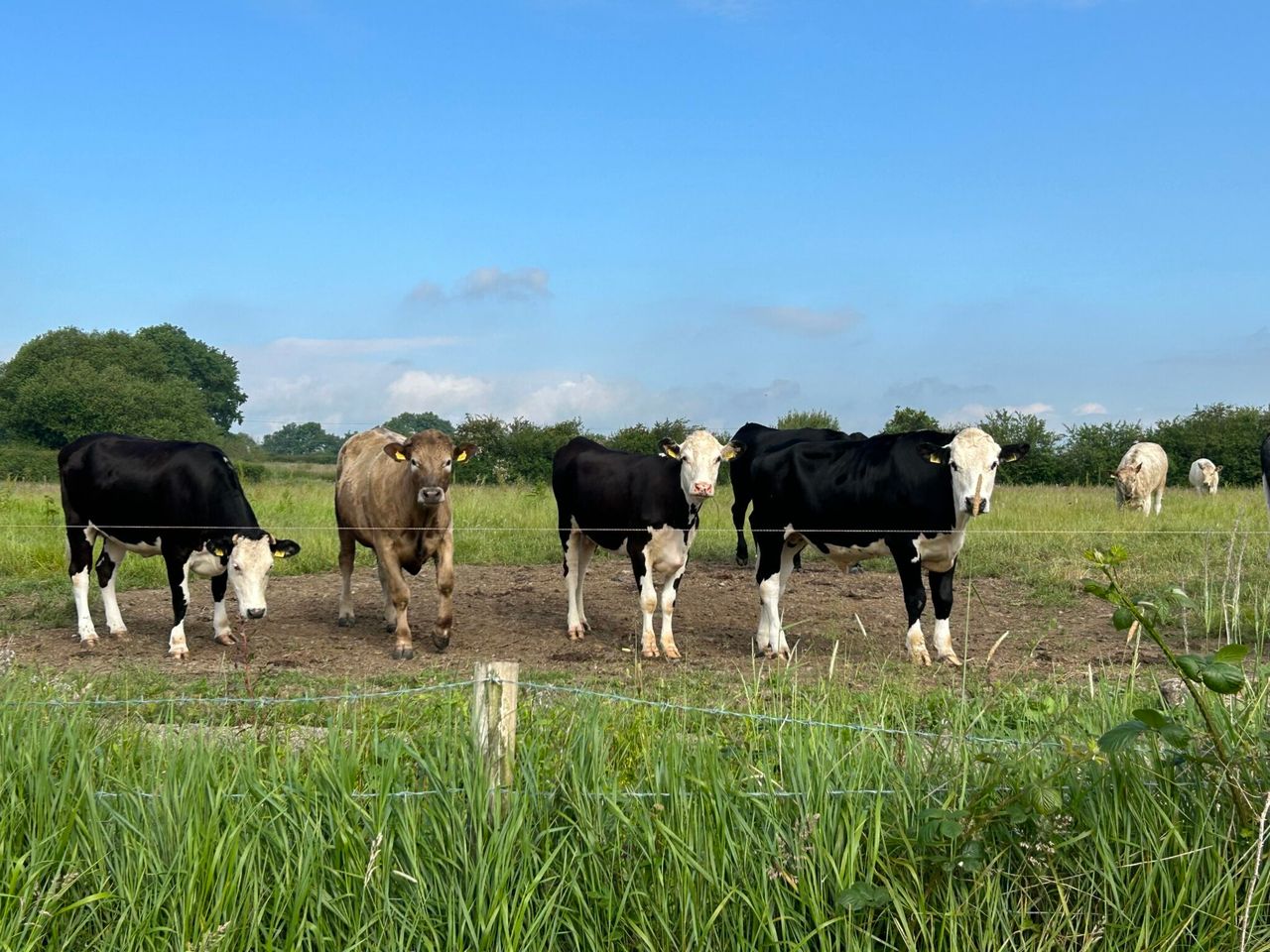 Bluetongue cases in GB ‘extremely worrying’ for NI – MP