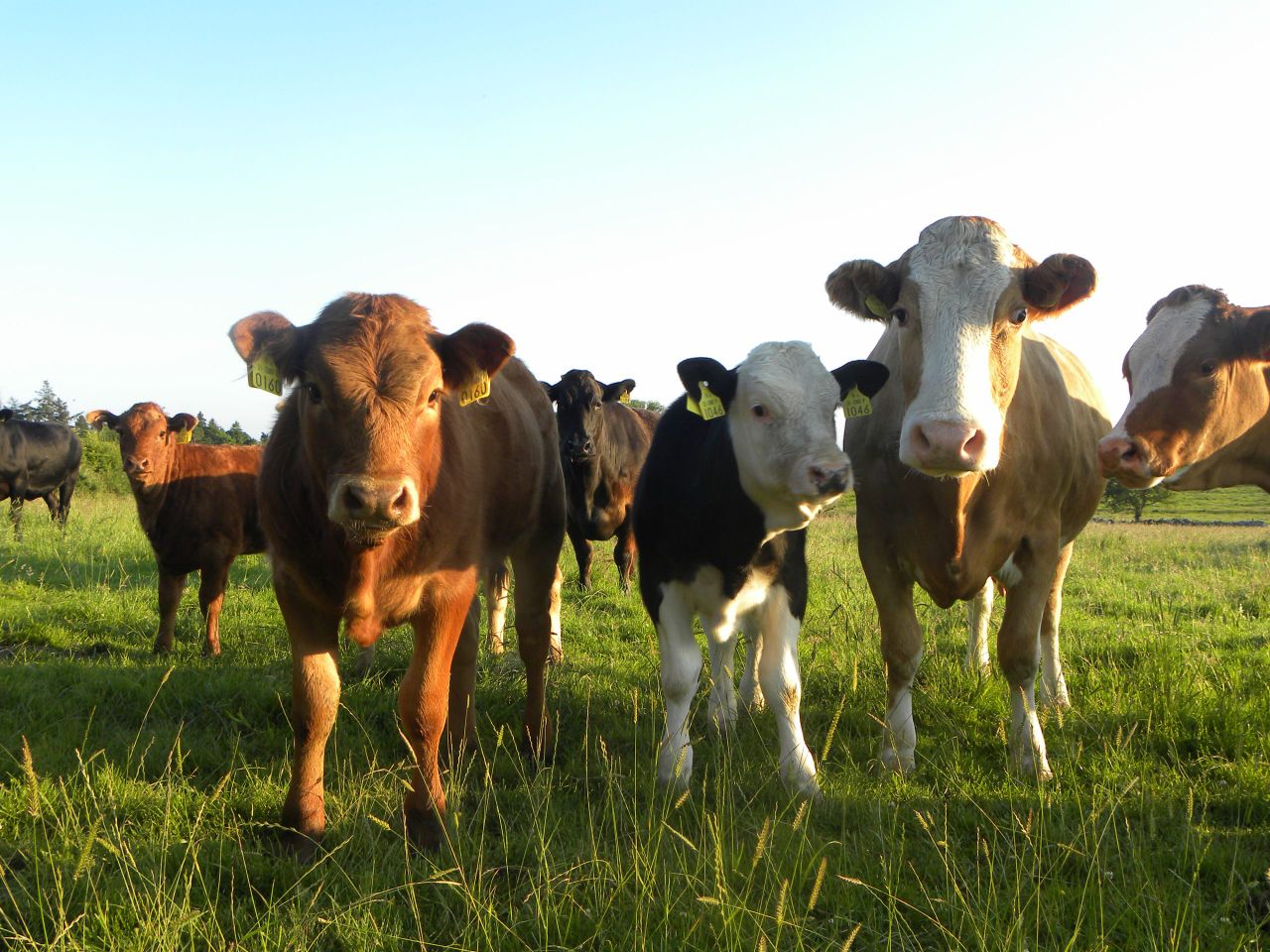 Increased retail price drives UK consumer beef spend