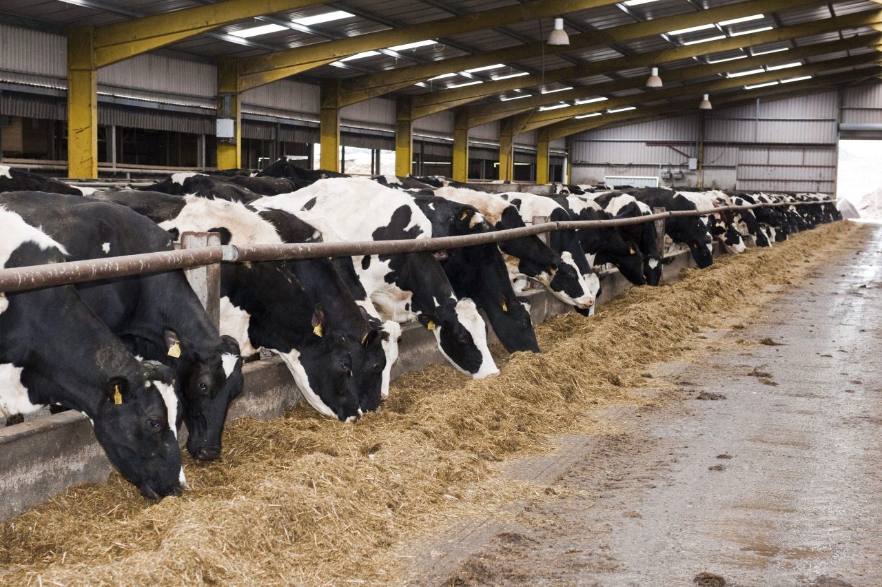 UK dairy sector launches an initiative to reduce the incidence of Johne's disease