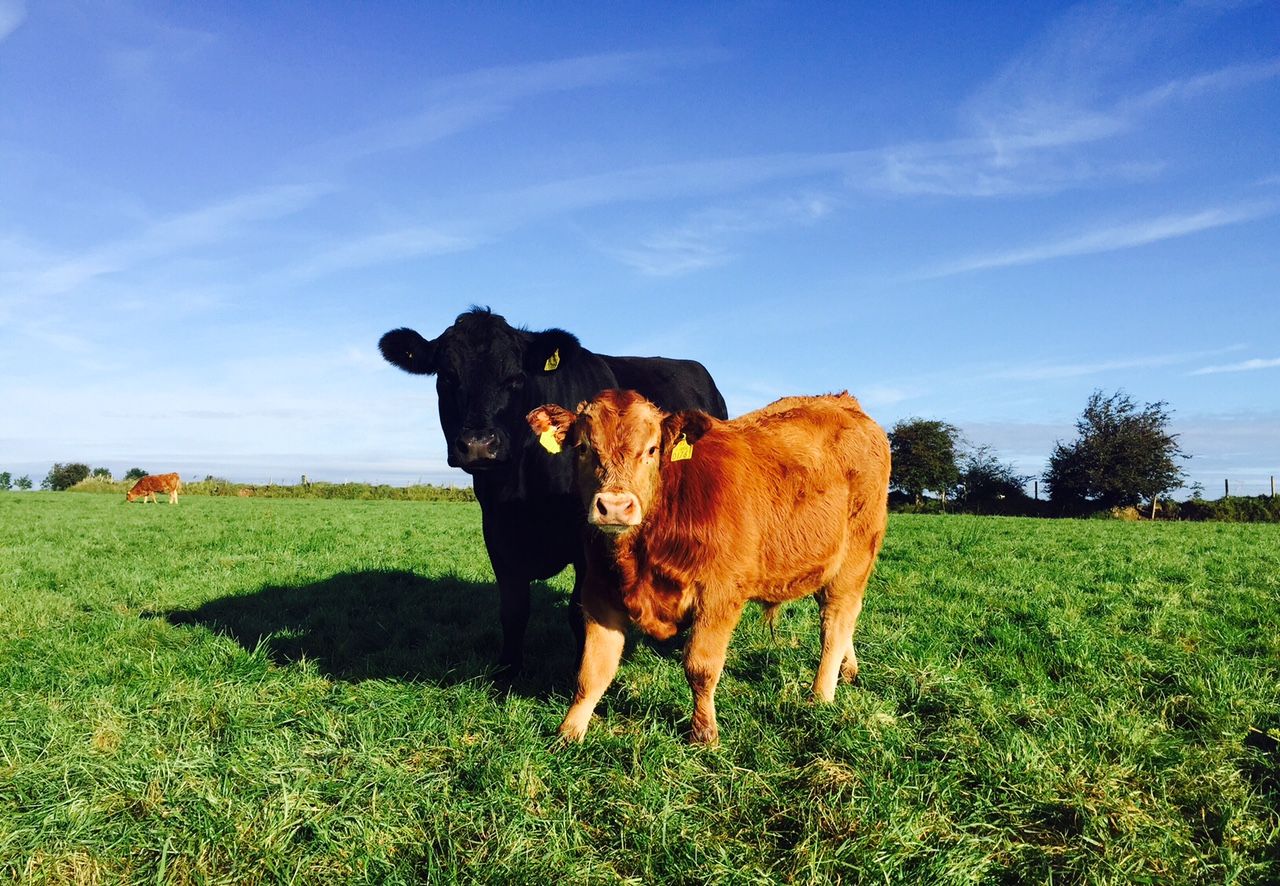 Over £100,000 paid for BVD calves in Northern Ireland