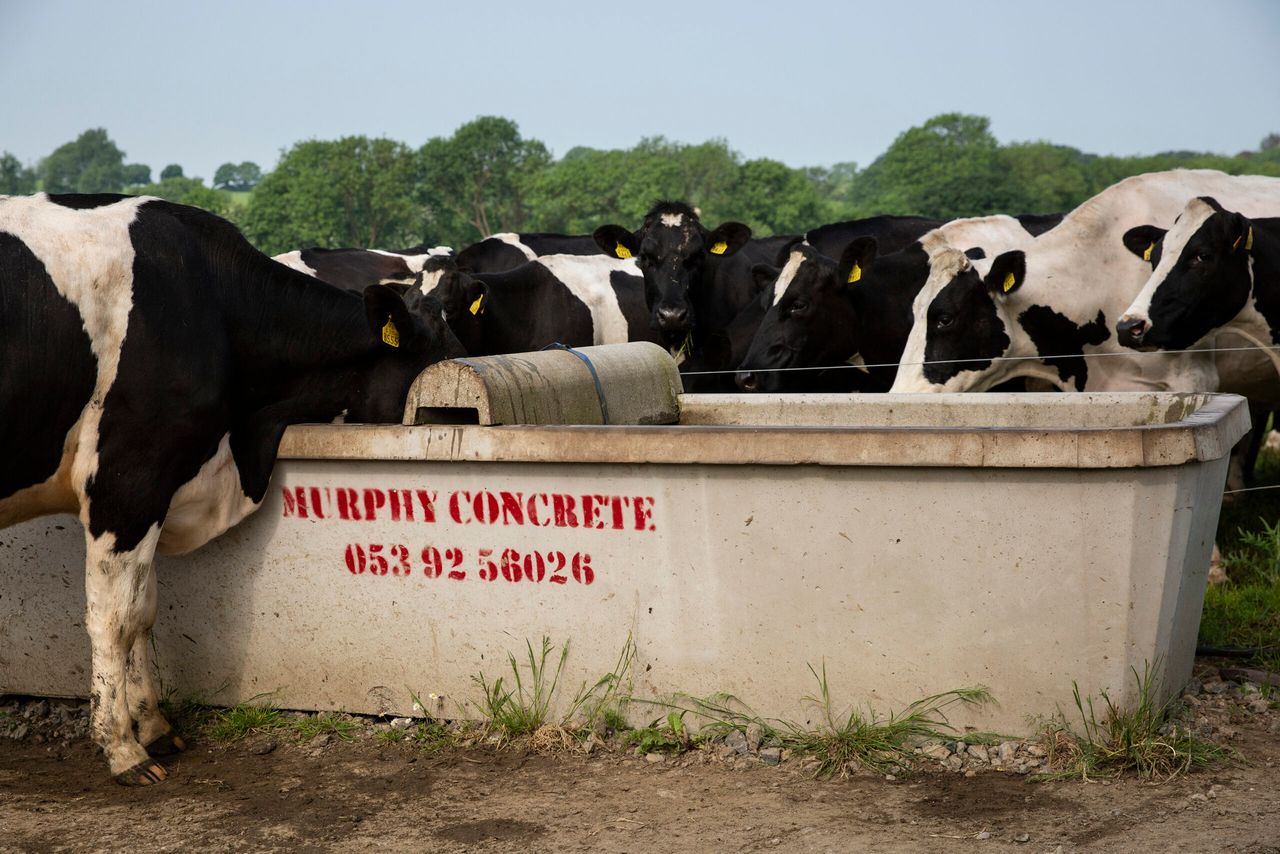 Access to water critical on dairy farms amid high temperatures