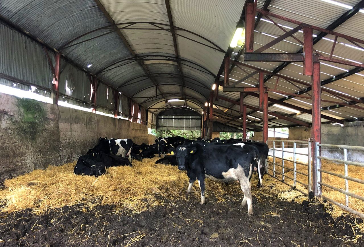 How retained placentas can affect breeding