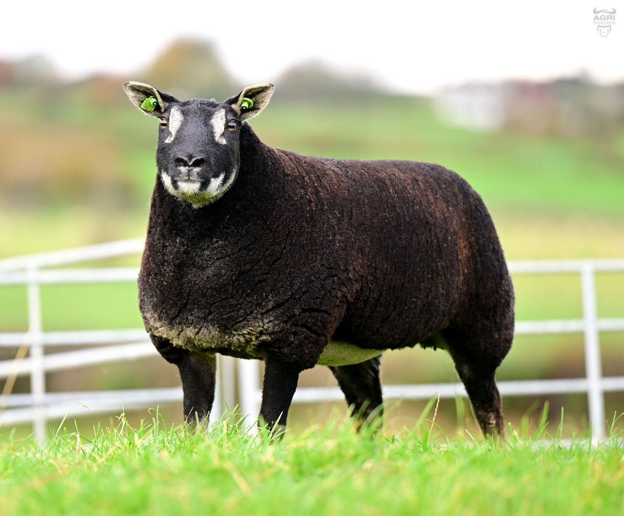 Shades of Autumn pedigree female sale gets underway