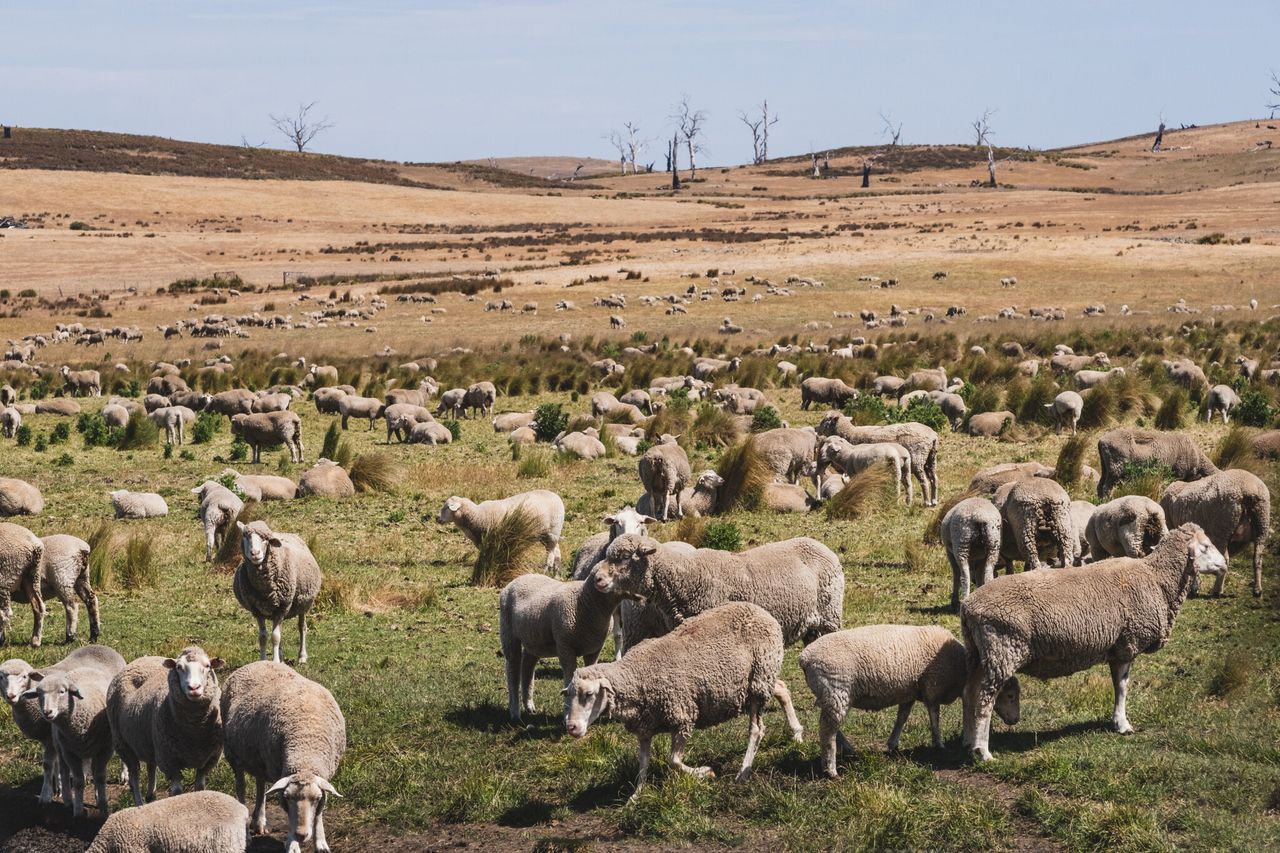 Australian bill aimed at ending live sheep exports moves forward