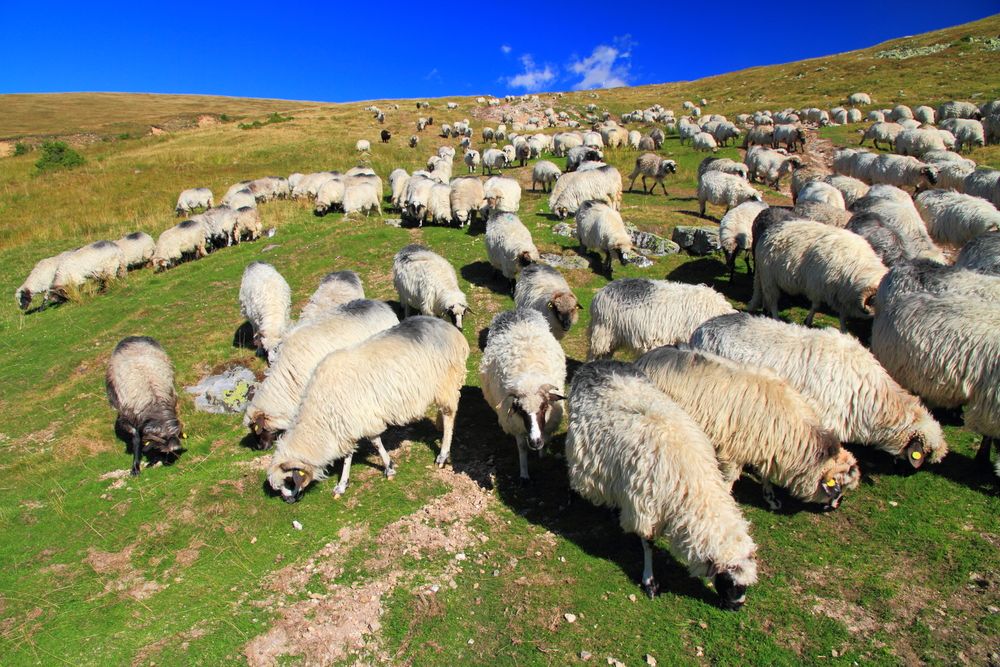  Liver fluke control on organic farms