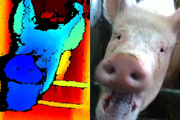 UK ag college to use facial recognition technology to gauge pigs' emotions