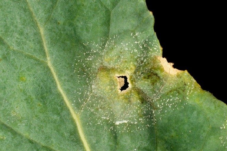 Light leaf spot risk highest in central Britain