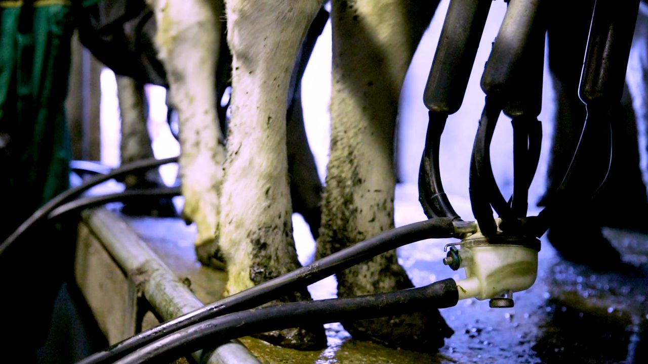 Slump in EU sales of UK cream knocks British cream prices