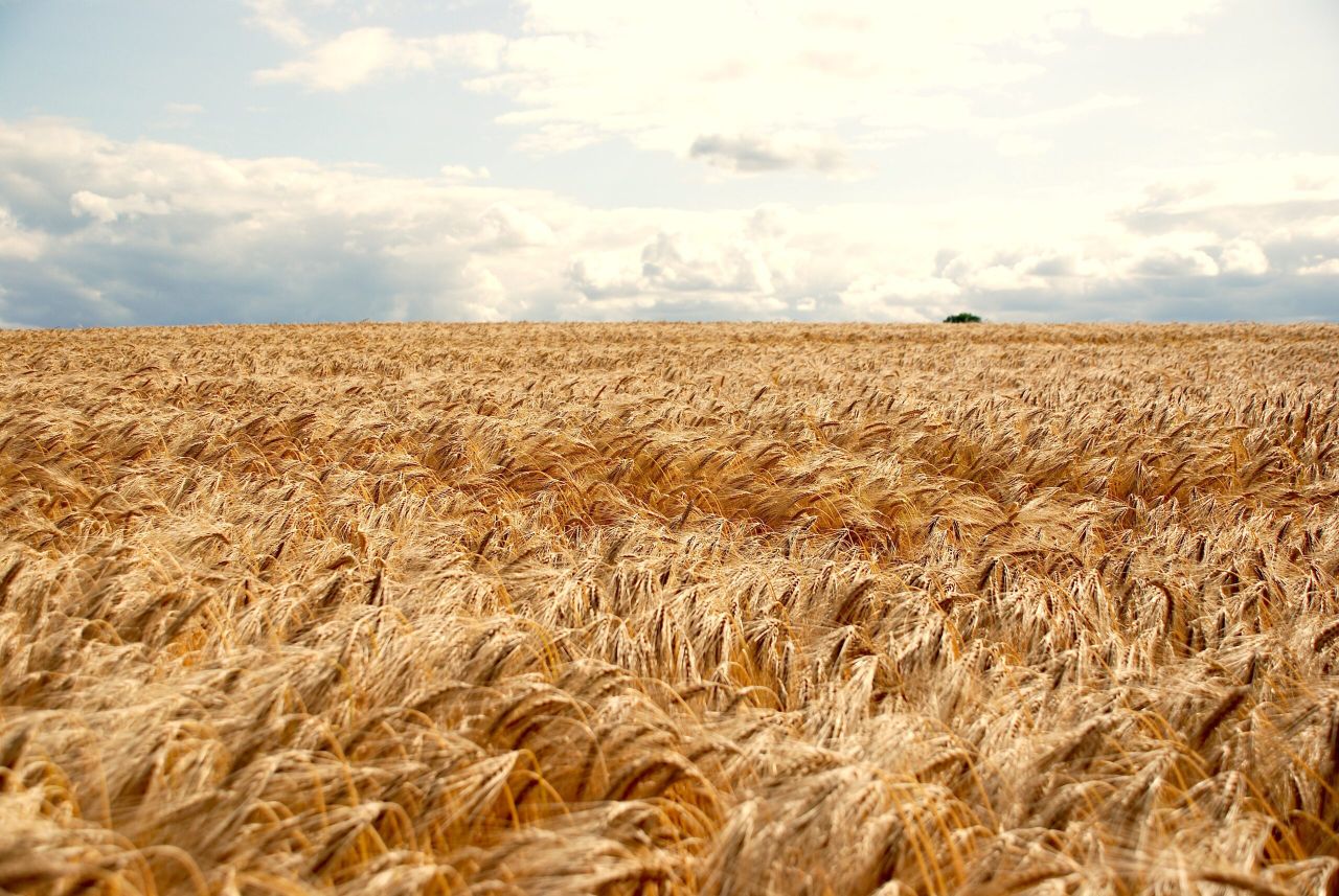 Opinion: Is new light being shed on 6-row, hybrid barleys?