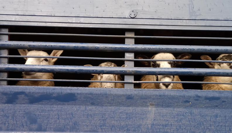 Devon farmer avoids jail after breaching animal ban