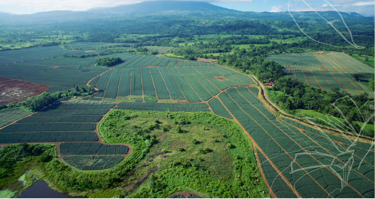 Irish fruit firm purchases 900ha farm in Costa Rica