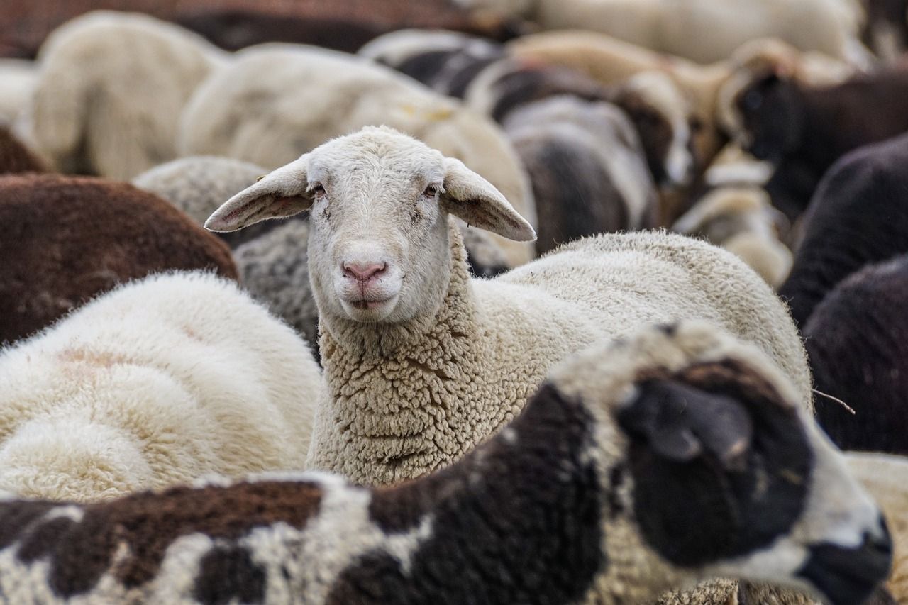 Sheep slaughter numbers 'substantially down' on 2023 figures