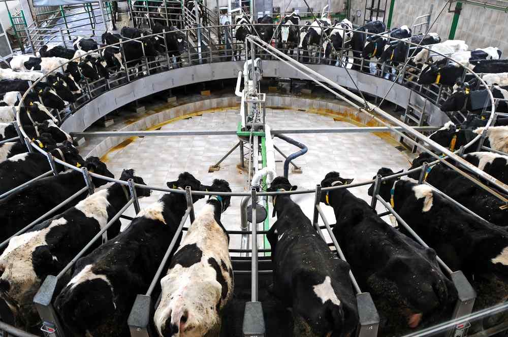 Dairy Ireland welcomes CAP, RDP plans