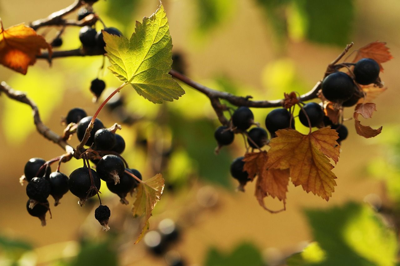 Ribena to invest £500,000 in research to develop climate-resilient blackcurrant