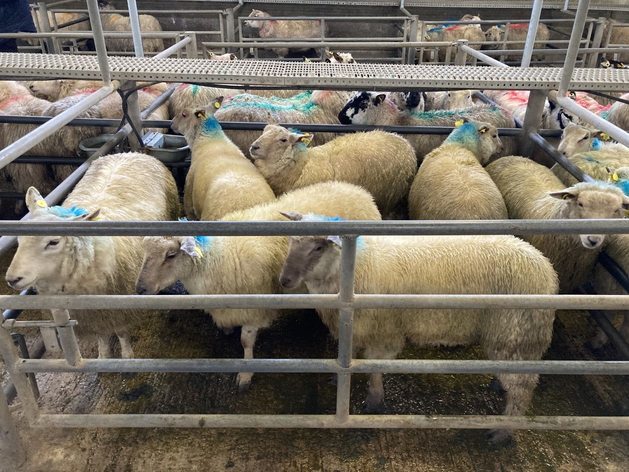 Great Britain lamb prices are strengthening