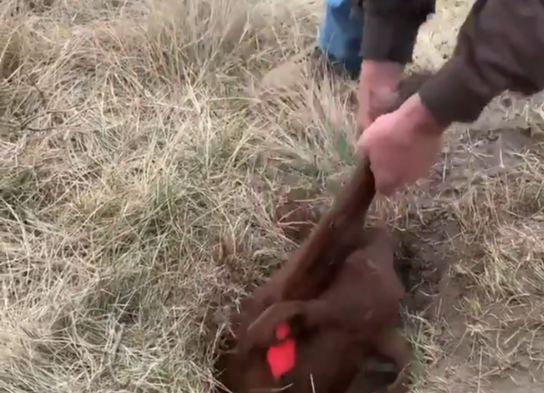 Farmer finds missing calf…buried in badger burrow