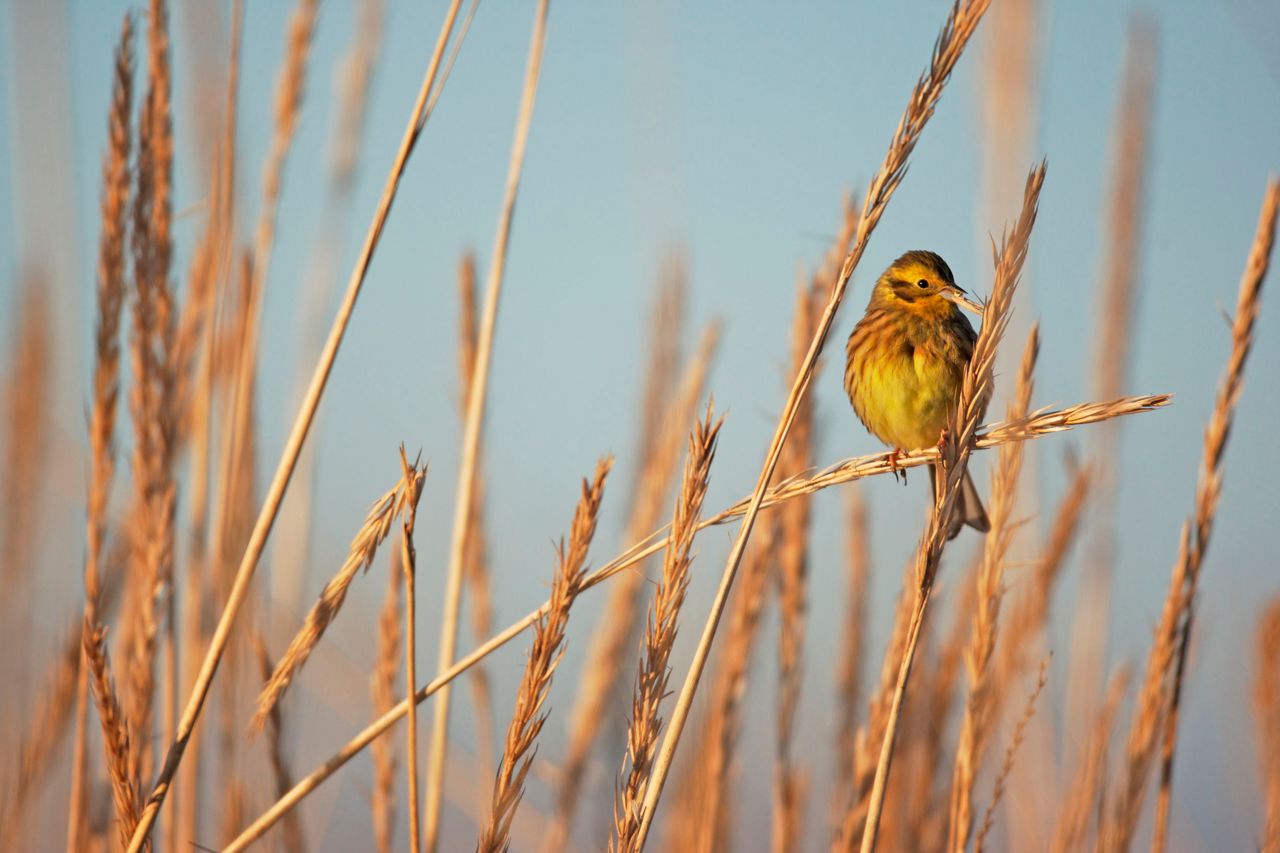 Research finds special wildlife scheme beats organic at boosting birds