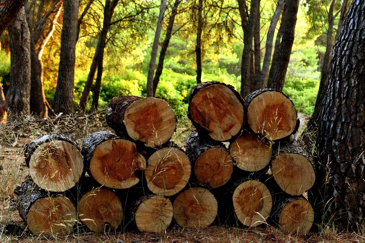 Report highlights wood as renewable substitute in a bioeconomy