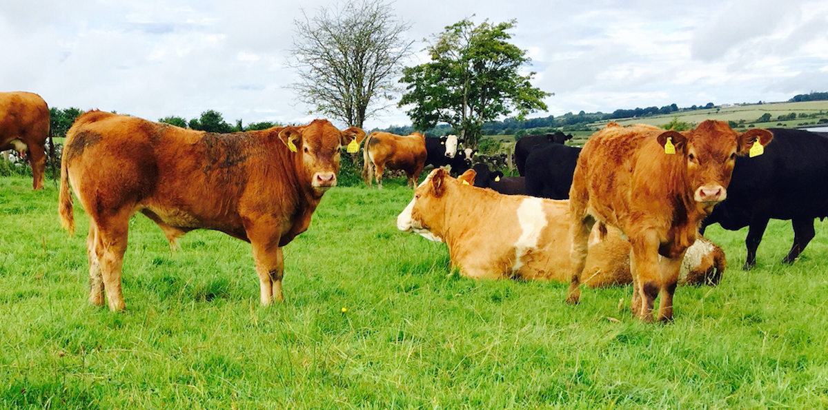 North's incentivisation scheme for the removal of BVD-infected calves to close