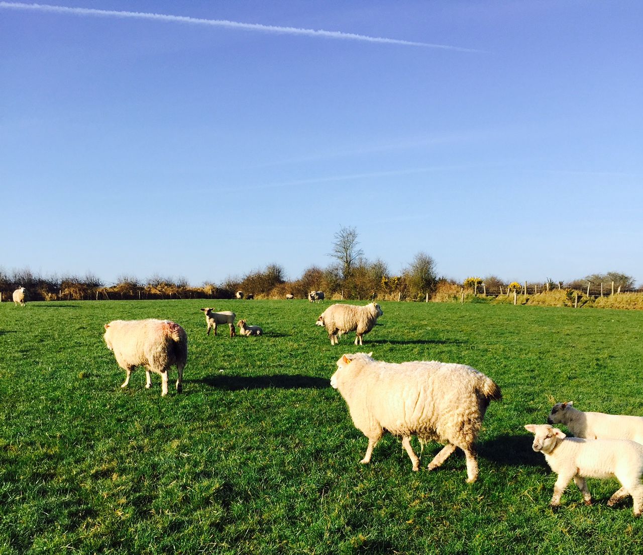 'Three key metabolic diseases sheep farmers should look out for in their flocks'