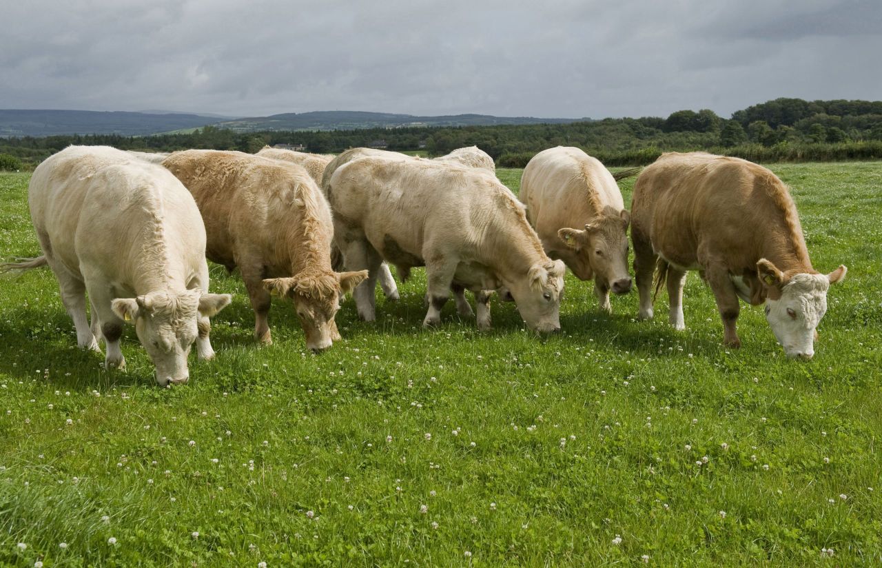New technology turns manure into clean water