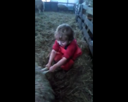 Video: Three-year-old delivers lamb... all by herself!