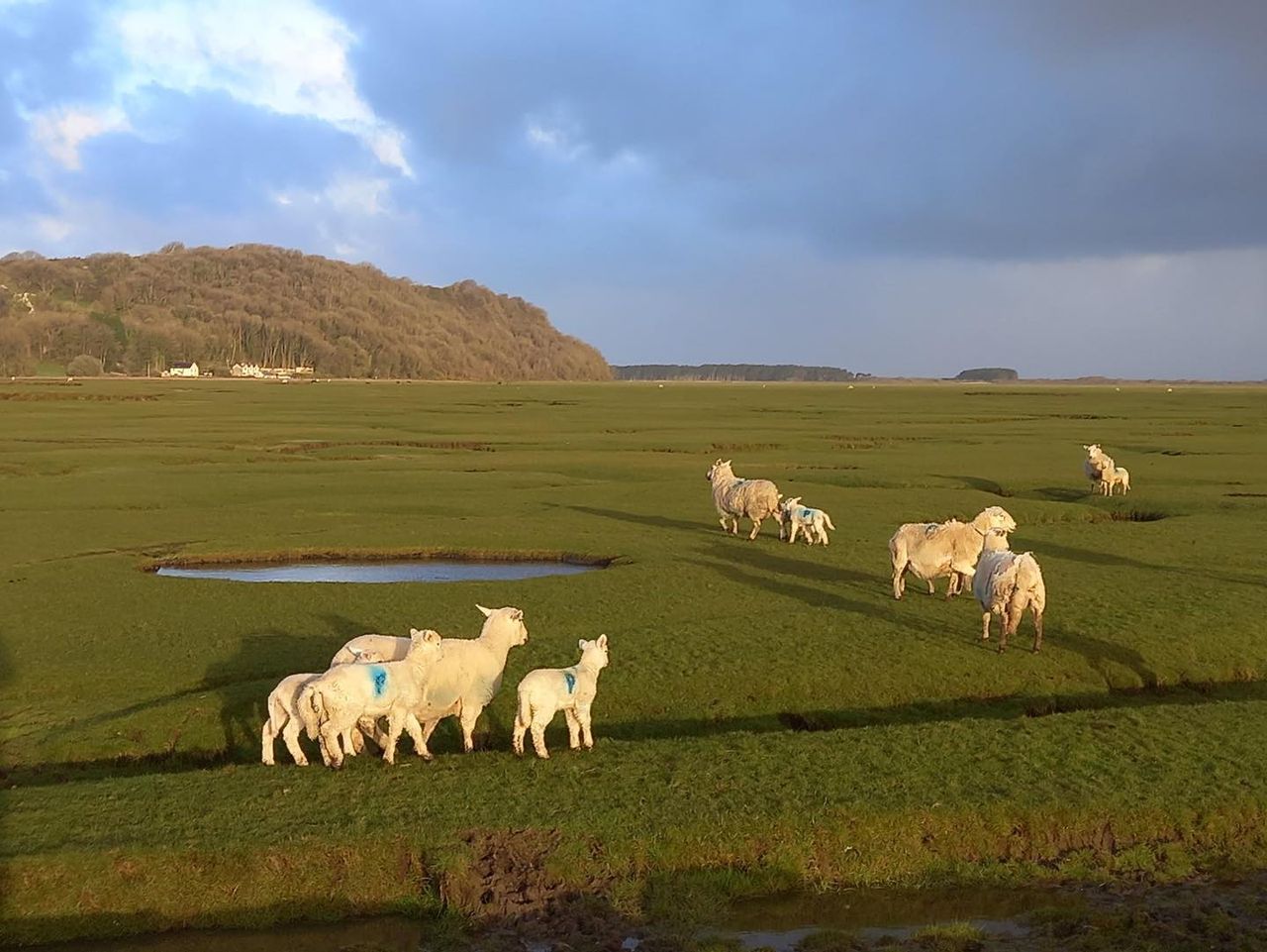‘Gower Salt Marsh Lamb’ new UK geographical indication