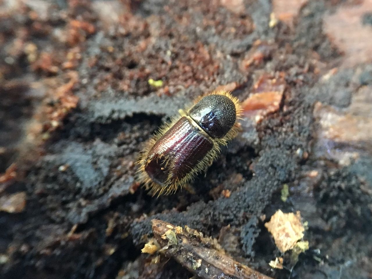 Demarcated area expanded following bark beetle discovery in East Anglia