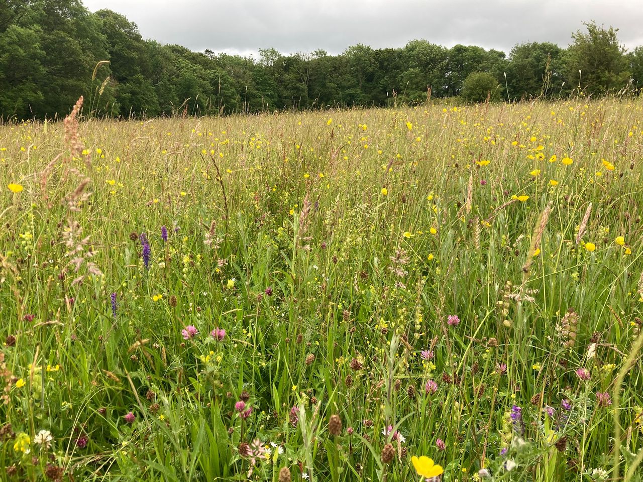 NI farmers urged to apply for Farming with Nature scheme before deadline