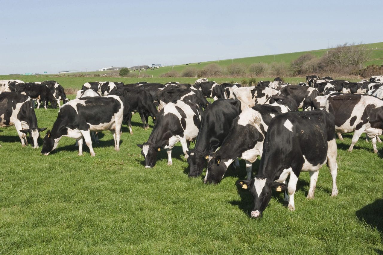 EU dairy herd restocking to bring more meat