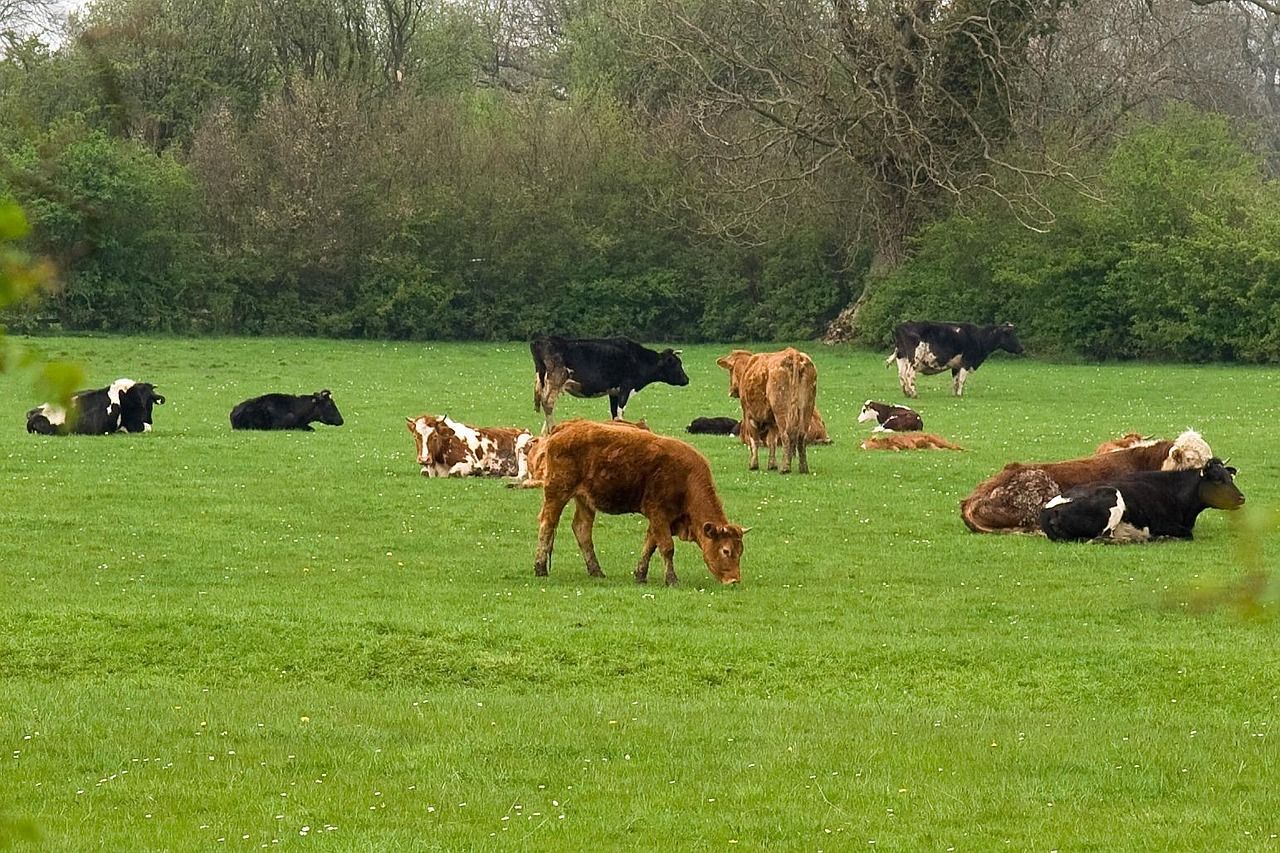 Census: Total cattle numbers drop by 2% in NI since 2024