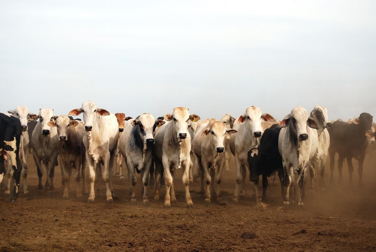 China and Chile ban Brazilian beef imports for now, following producer scandal