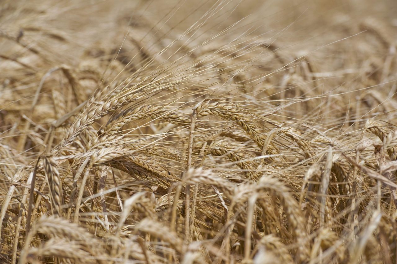 5 key points on fertiliser application for spring crops
