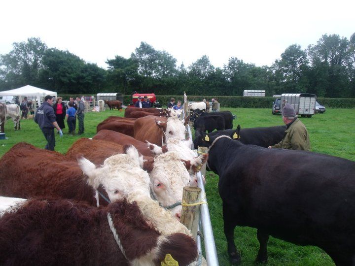 Longford Show to Return